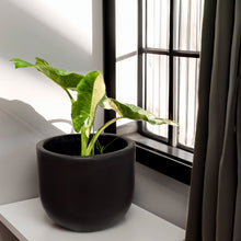 Cargar imagen en el visor de la galería, Hoja Elegante Variegada