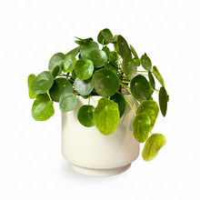 Cargar imagen en el visor de la galería, Maceta Ceramica pecas con planta Pilea Peperomioide