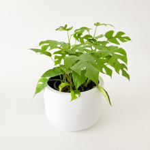 Cargar imagen en el visor de la galería, Maceta Queso #3 con planta Raphidophora