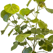 Cargar imagen en el visor de la galería, Arbusto Majagua