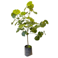 Cargar imagen en el visor de la galería, Arbusto Majagua