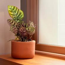 Cargar imagen en el visor de la galería, Calathea Makoyana