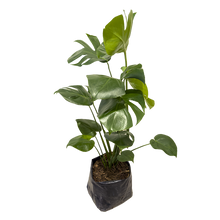 Cargar imagen en el visor de la galería, Planta Monstera