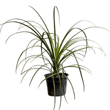 Cargar imagen en el visor de la galería, Pata de Elefante