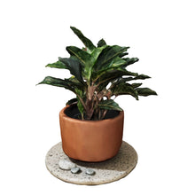 Cargar modelo 3D en el visor de la galería, Aglaonema