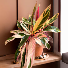 Cargar imagen en el visor de la galería, Calathea Triostar