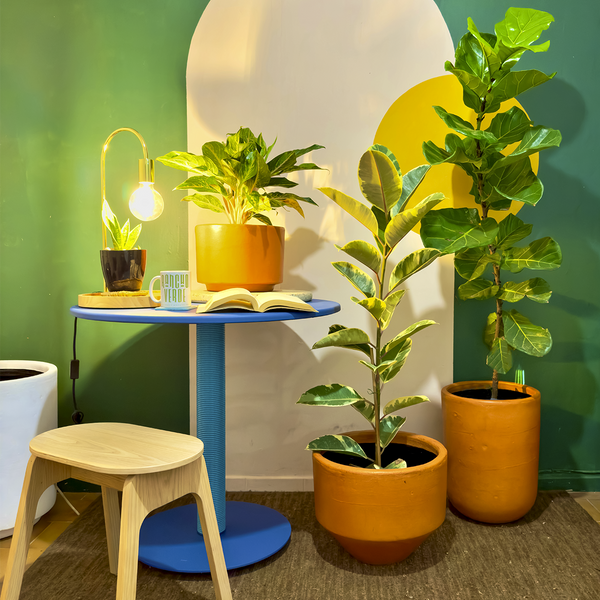 Las plantas de interior reducen el estrés y aumentan la productividad.
