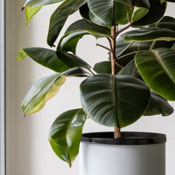 Domina los secretos del Ficus Elástico: Cuidados imprescindibles para un follaje exuberante.