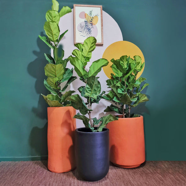 Cuidados esenciales para el Ficus Pandurata: Riego, iluminación, síntomas y plagas