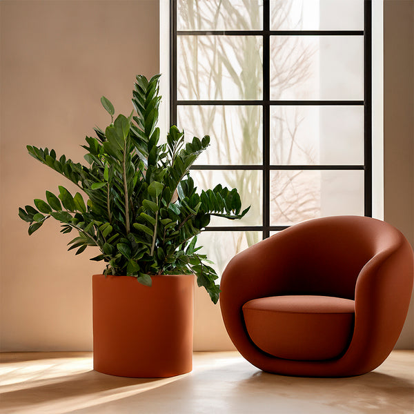 La Zamioculca es la Planta Ideal para Espacios Modernos, Estilo Sofisticado y de Fácil de Cuidado