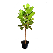 Cargar imagen en el visor de la galería, Ficus Pandurata
