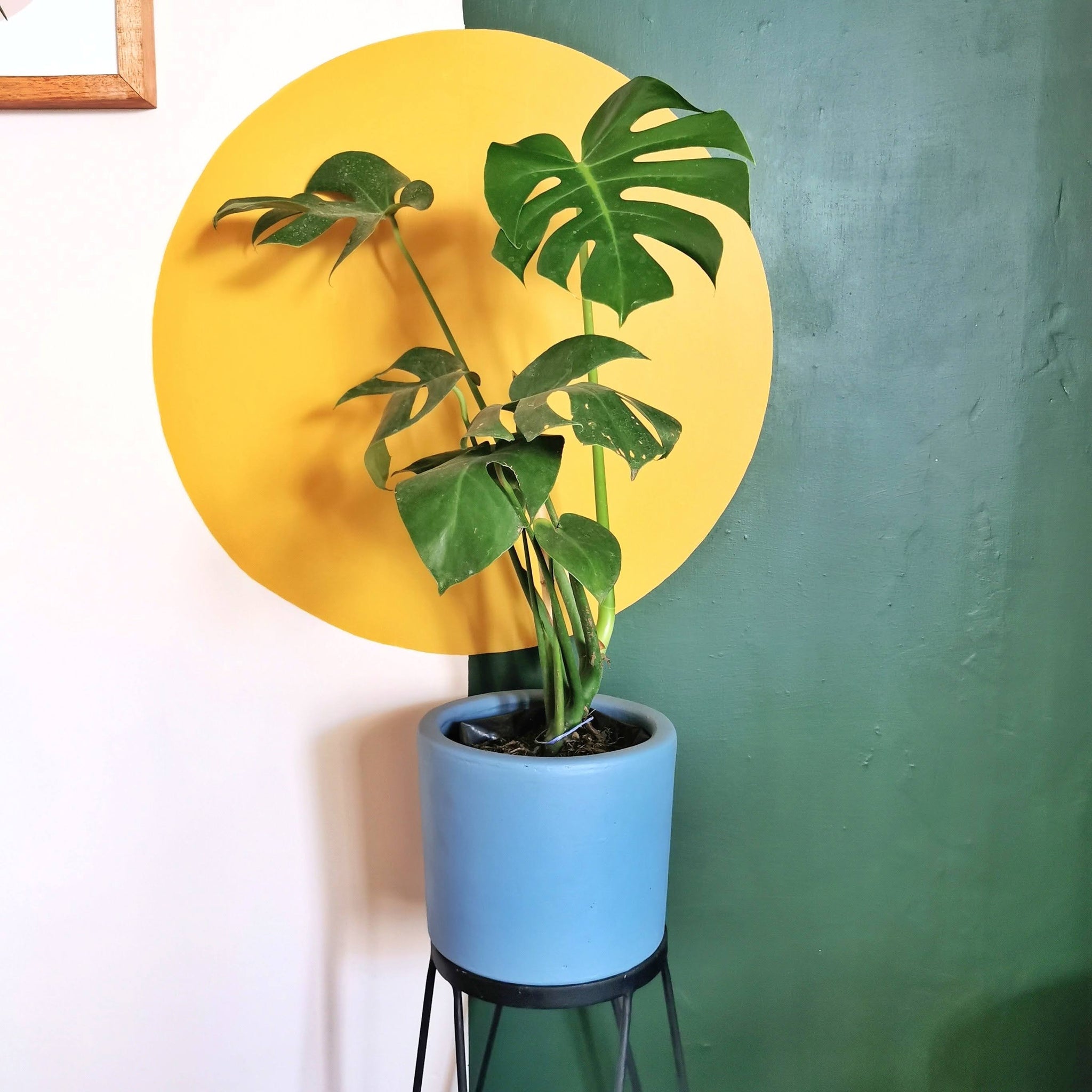 planta monstera precio Planta Monstera – RANCHO VERDE MX