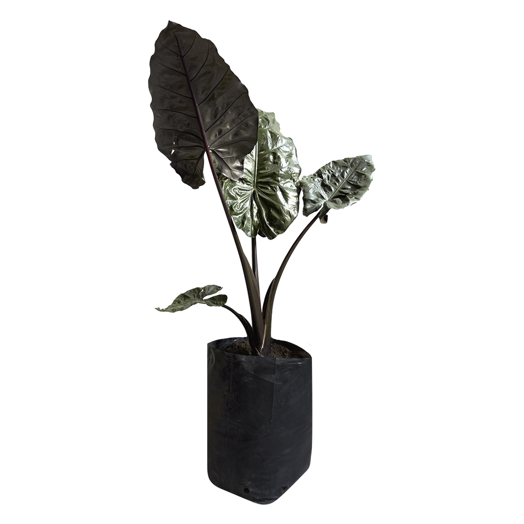 Alocasia Dark Star