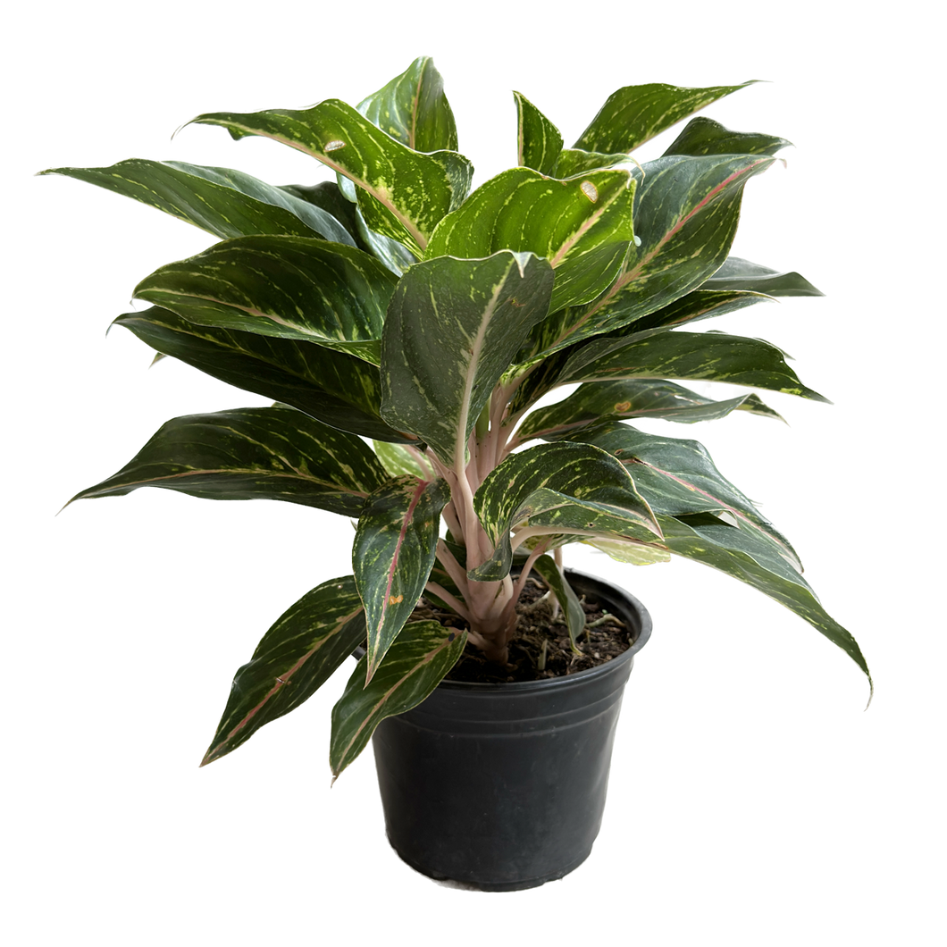 aglaonema para que sirve Aglaonema – RANCHO VERDE MX