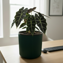Cargar imagen en el visor de la galería, Maceta Ceramica Rayas con Alocasia
