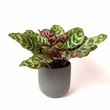 Cargar imagen en el visor de la galería, Maceta Ceramica SemiRayas Negro con planta Calathea Makoyana
