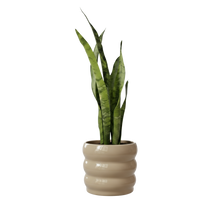Cargar imagen en el visor de la galería, Maceta Ceramica Oruga con planta Sanseviera
