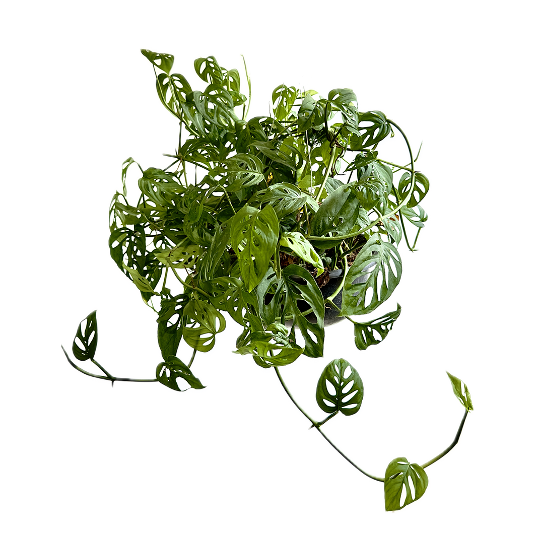 Planta Esqueleto Colgante