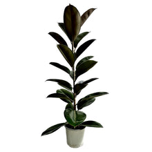 Cargar imagen en el visor de la galería, Ficus Elástico
