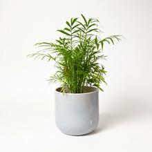 Cargar imagen en el visor de la galería, Maceta Ceramica lunares con planta palma areca
