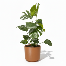 Cargar imagen en el visor de la galería, Maceta CR1 con planta Monstera
