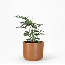 Cargar imagen en el visor de la galería, Maceta CR1 con planta Garra de Leon
