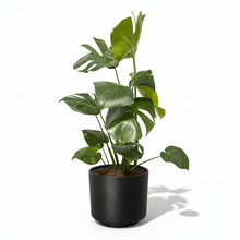 Cargar imagen en el visor de la galería, Maceta CR1 con planta Monstera
