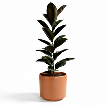 Cargar imagen en el visor de la galería, Maceta CR1 con planta ficus elástico
