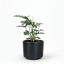 Cargar imagen en el visor de la galería, Maceta CR1 con planta Garra de Leon
