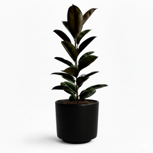 Cargar imagen en el visor de la galería, Maceta CR1 con planta ficus elástico
