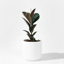 Cargar imagen en el visor de la galería, Maceta CR1 con planta ficus elástico
