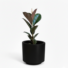 Cargar imagen en el visor de la galería, Maceta CR1 con planta ficus elástico
