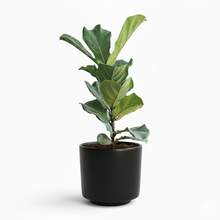 Cargar imagen en el visor de la galería, Maceta CR1 con planta pandurata
