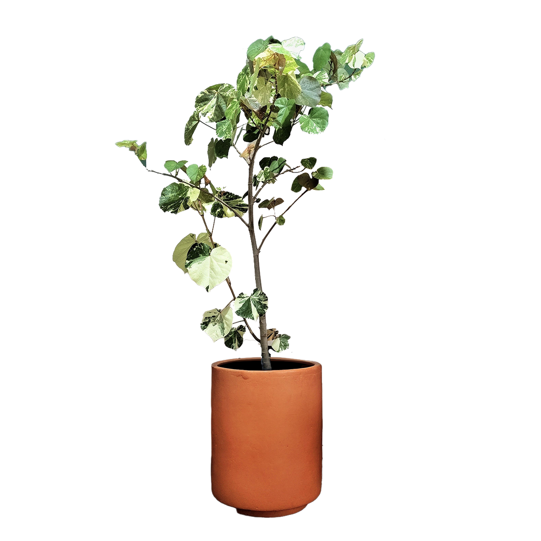 Arbusto Majagua Variegada