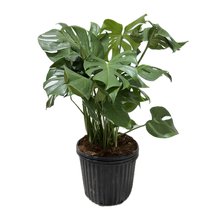 Cargar imagen en el visor de la galería, Planta Monstera
