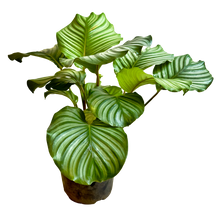 Cargar imagen en el visor de la galería, Calathea Orbifolia
