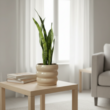 Cargar imagen en el visor de la galería, Maceta Ceramica Oruga con planta Sanseviera
