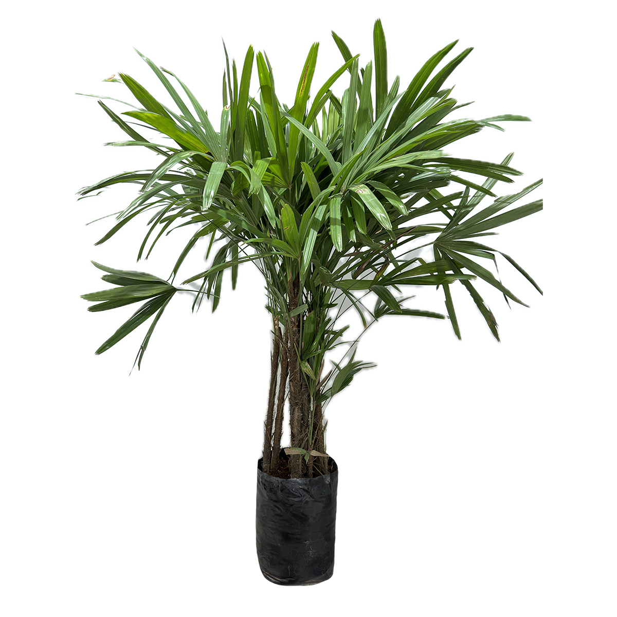 palma rafia planta Palma Raphis – RANCHO VERDE MX
