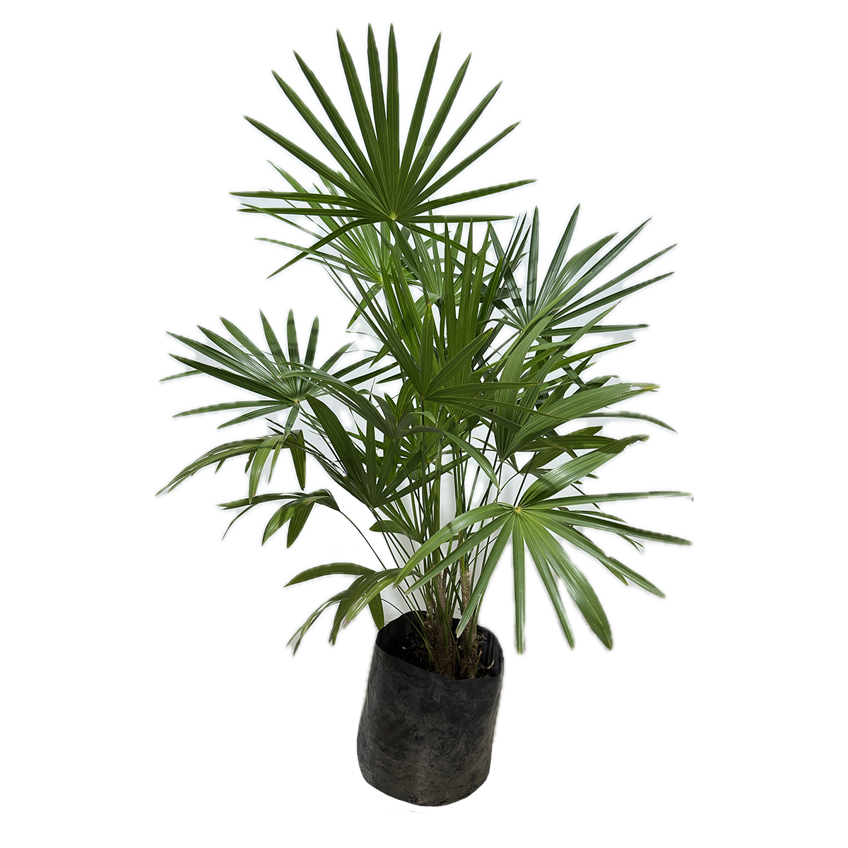 palma dulce planta Palma Estrella – RANCHO VERDE MX