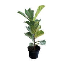 Cargar imagen en el visor de la galería, Ficus Pandurata
