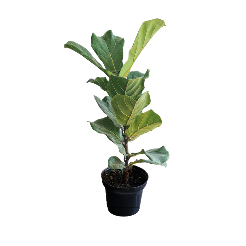Ficus Pandurata