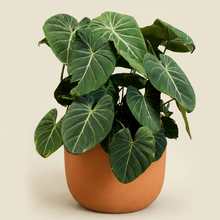 Cargar imagen en el visor de la galería, Philodendron Gloriosum
