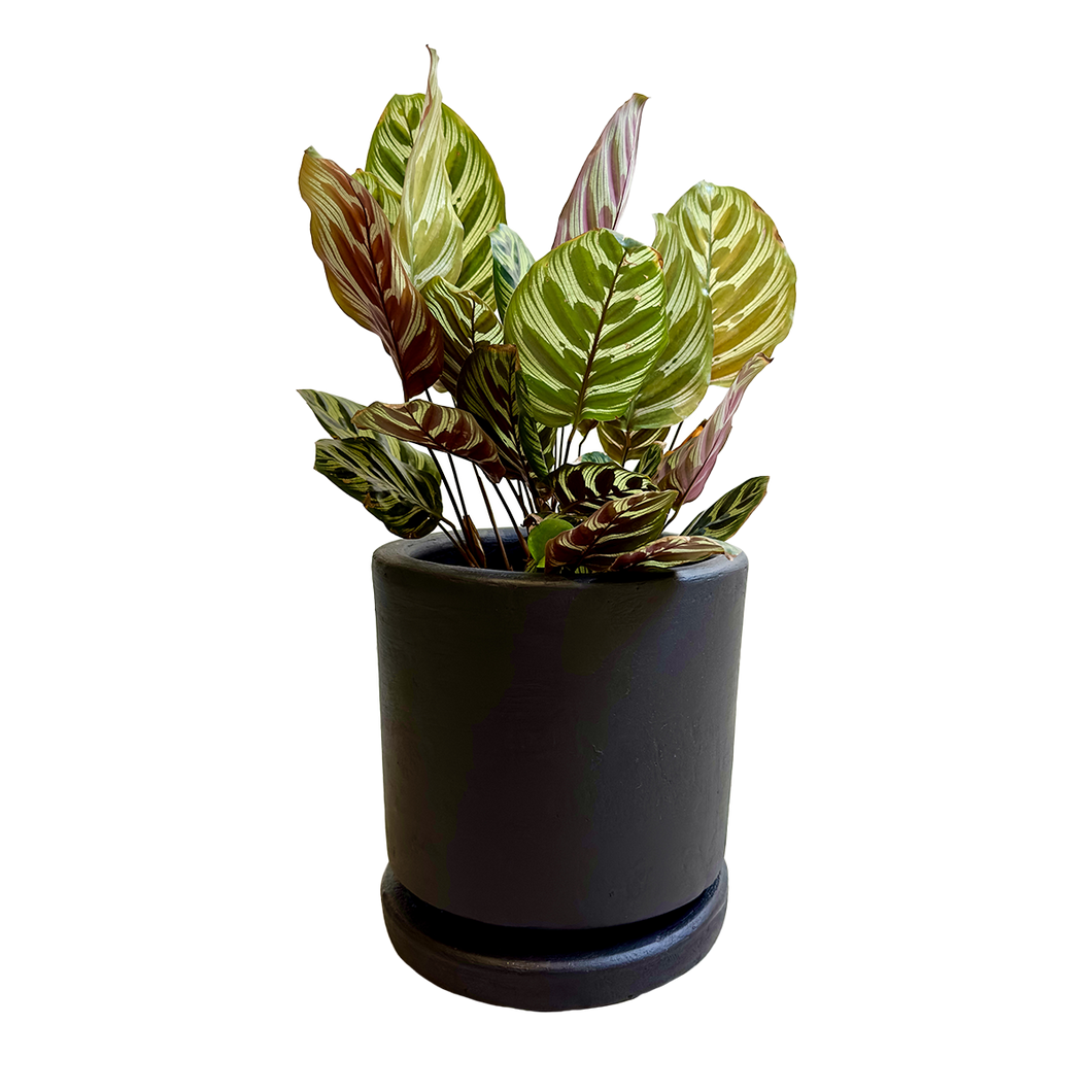 Calathea Makoyana