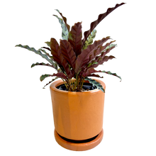 Cargar imagen en el visor de la galería, Maceta CR2 Con Planta Calathea Lancifolia
