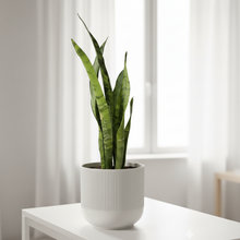 Cargar imagen en el visor de la galería, Maceta Ceramica SemiRayas blanca con planta Sanseviera
