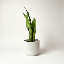Cargar imagen en el visor de la galería, Maceta Ceramica SemiRayas blanca con planta Sanseviera
