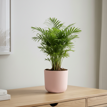 Cargar imagen en el visor de la galería, Maceta Ceramica Rayas Rosas Palma Areca
