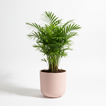 Cargar imagen en el visor de la galería, Maceta Ceramica Rayas Rosas Palma Areca
