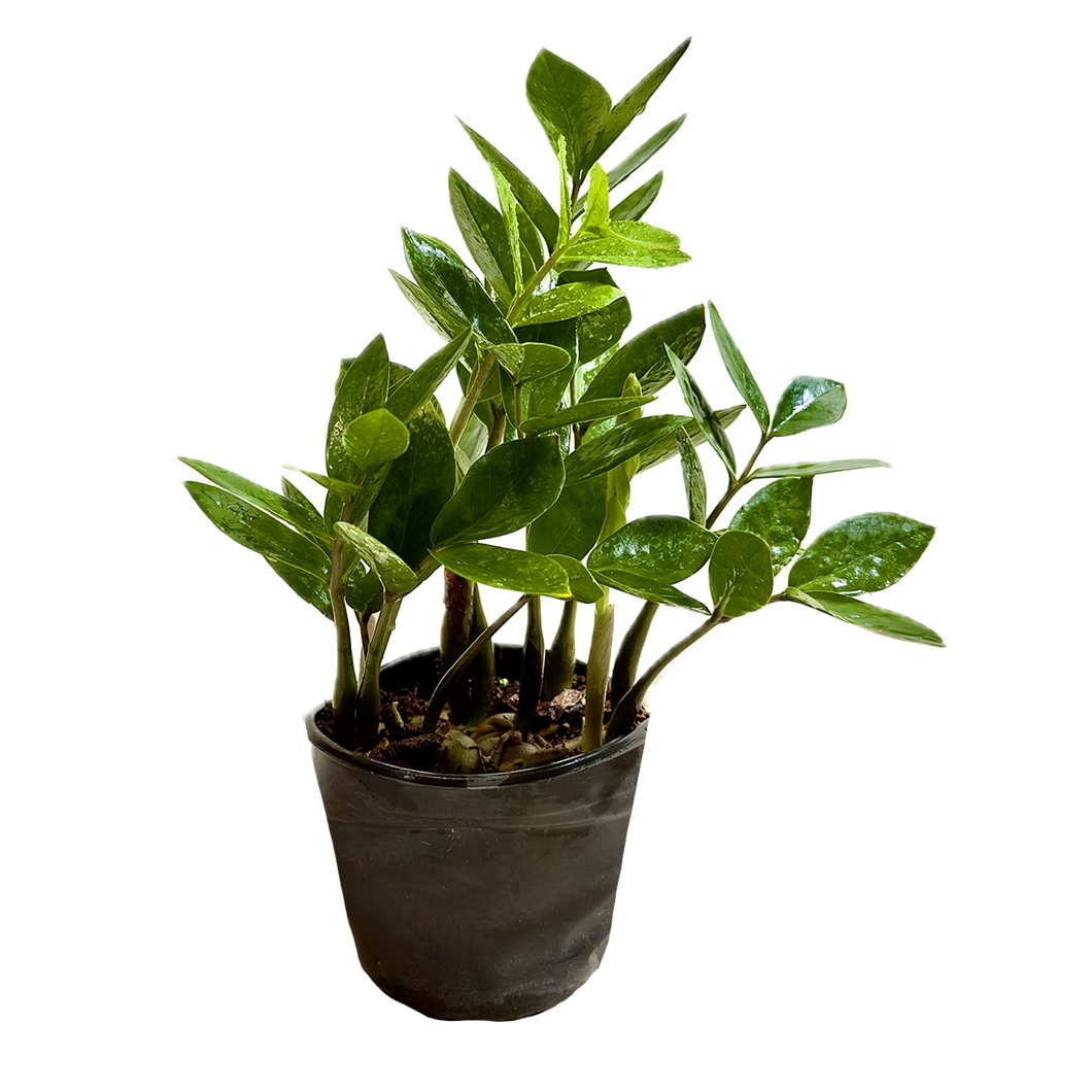 Planta Zamioculca