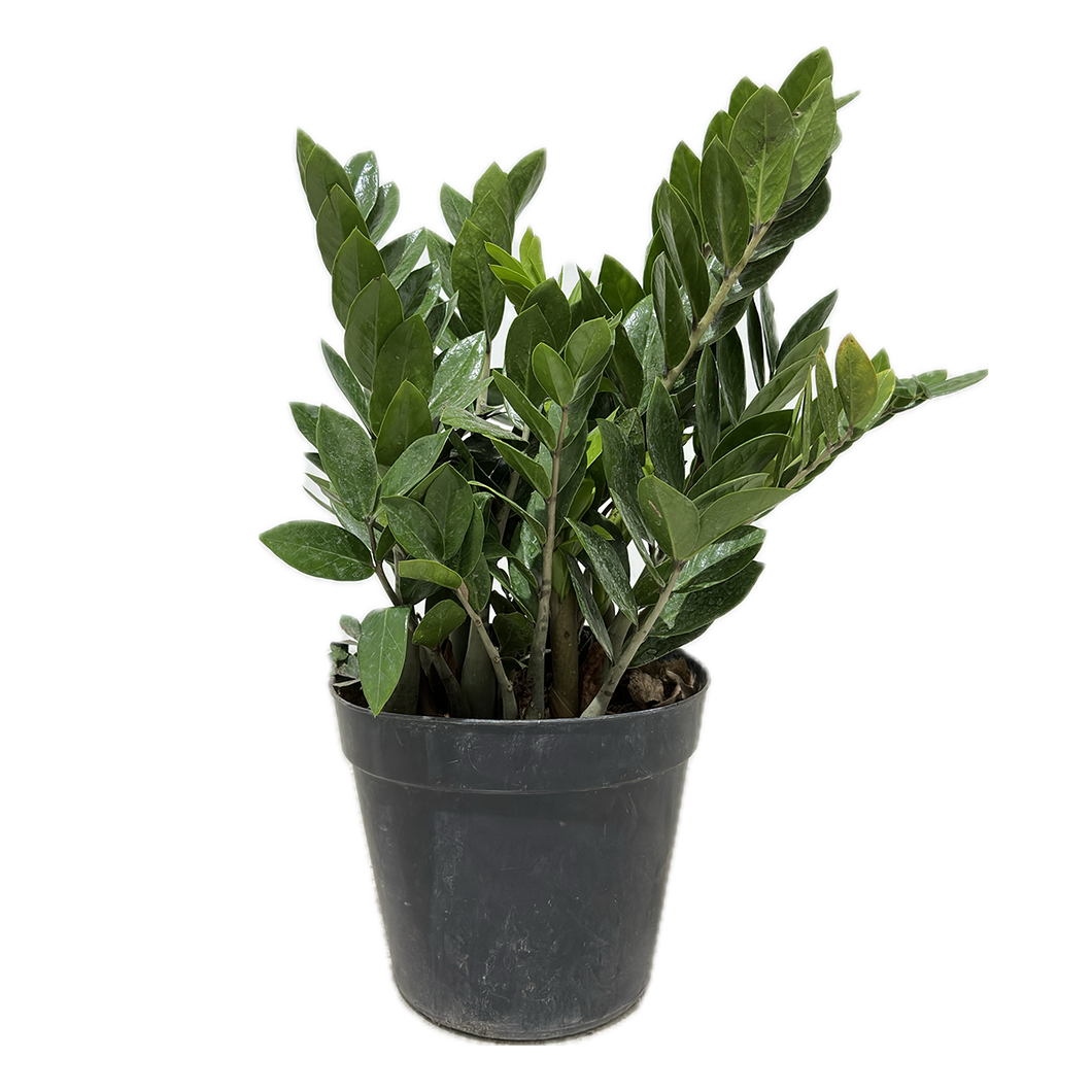 Planta Zamioculca